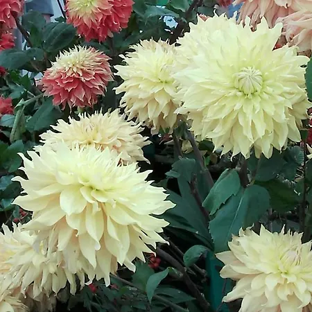 Hébergement de vacances Deich Im Michaela Friedrichskoog